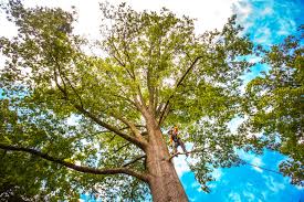 Best Firewood Processing and Delivery  in Milford, NE