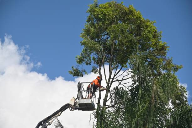 Best Storm Damage Tree Cleanup  in Milford, NE