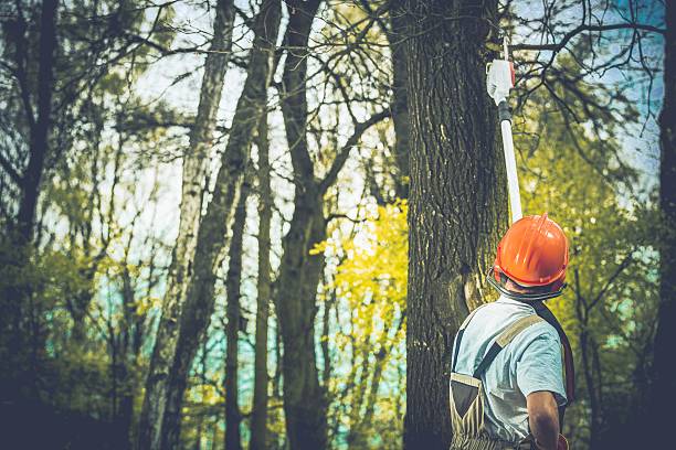 How Our Tree Care Process Works  in  Milford, NE