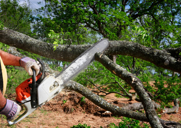 Best Fruit Tree Pruning  in Milford, NE